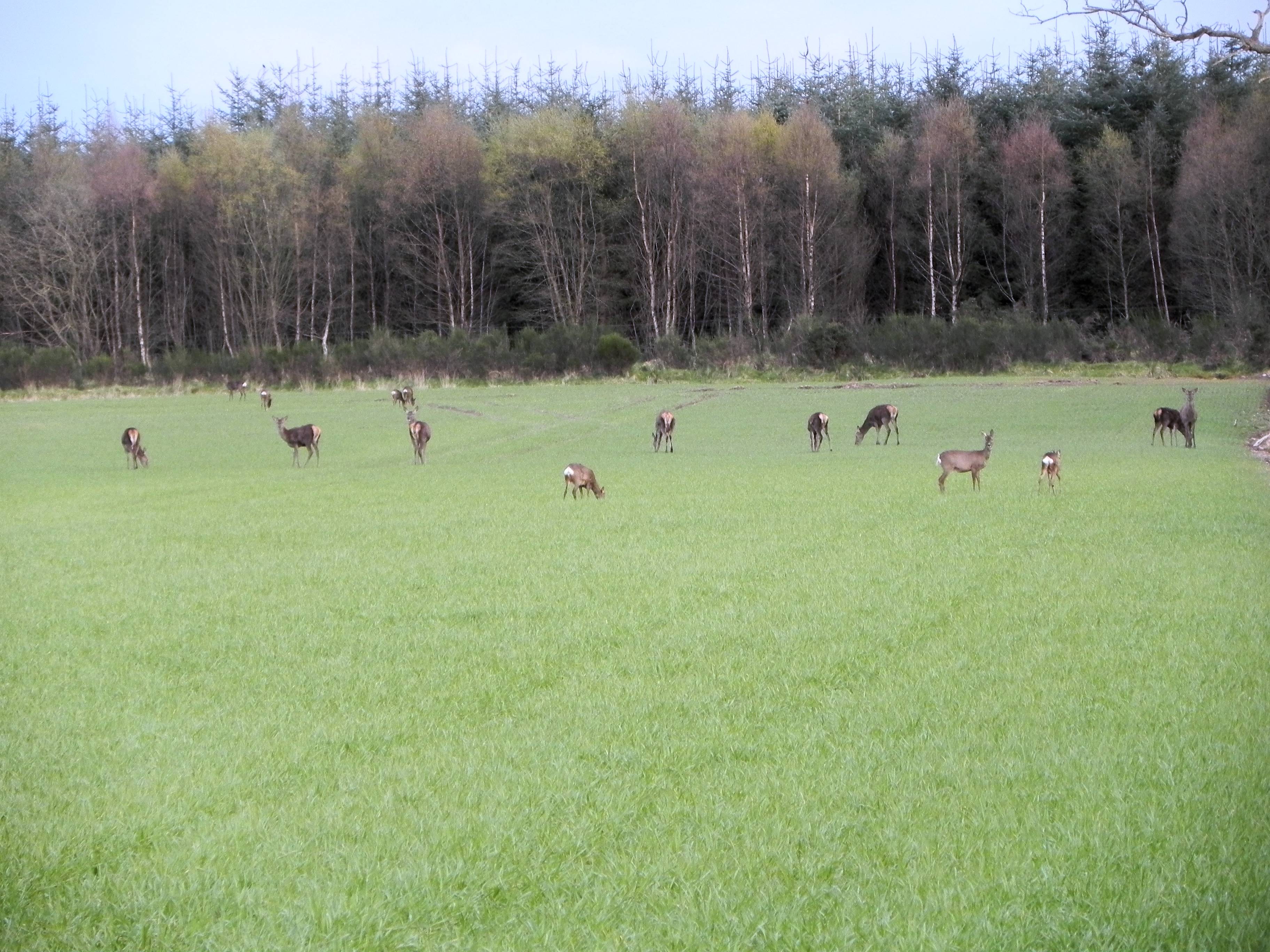 Deer Herd