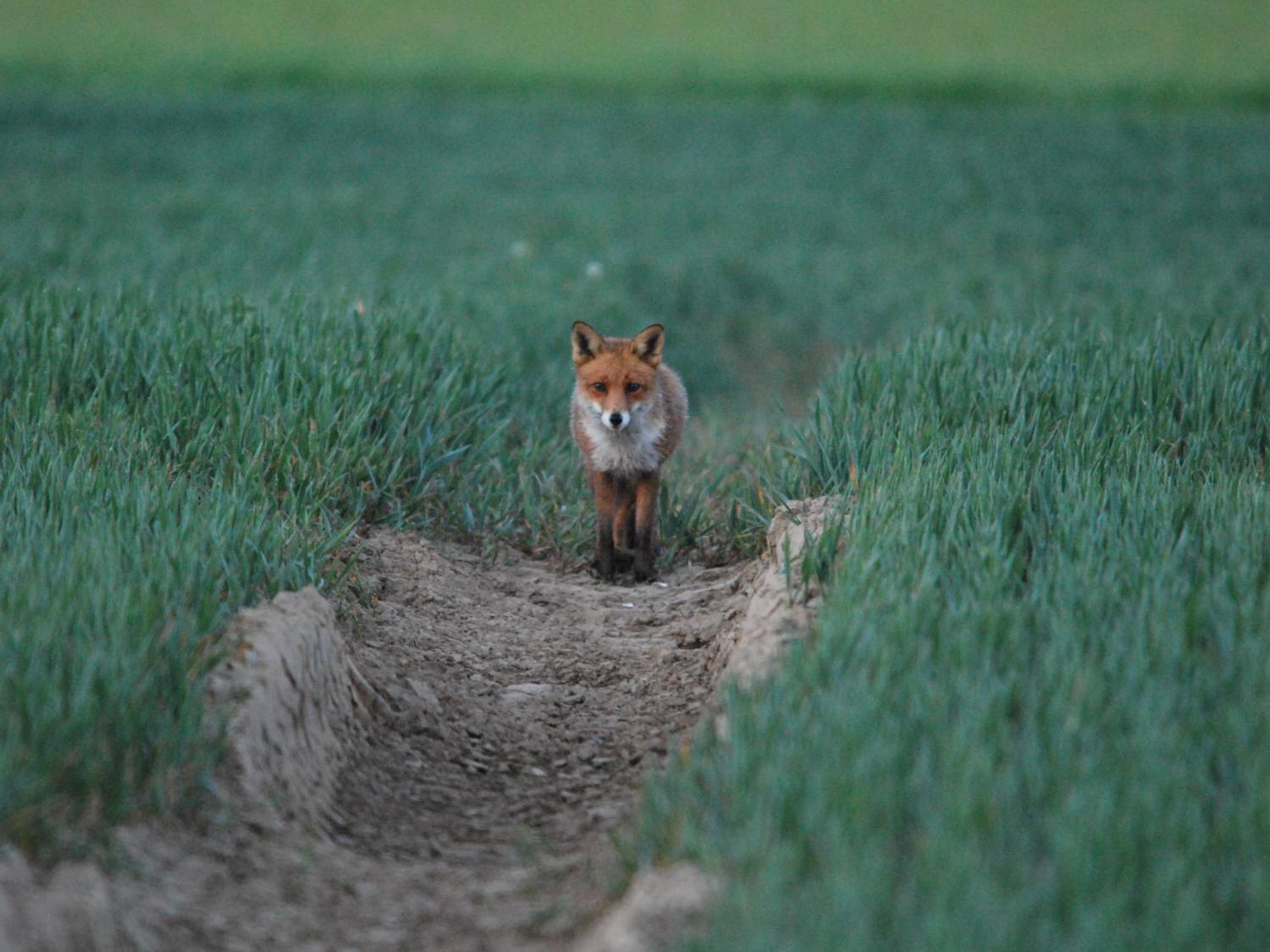 Fox out and about on the prowl