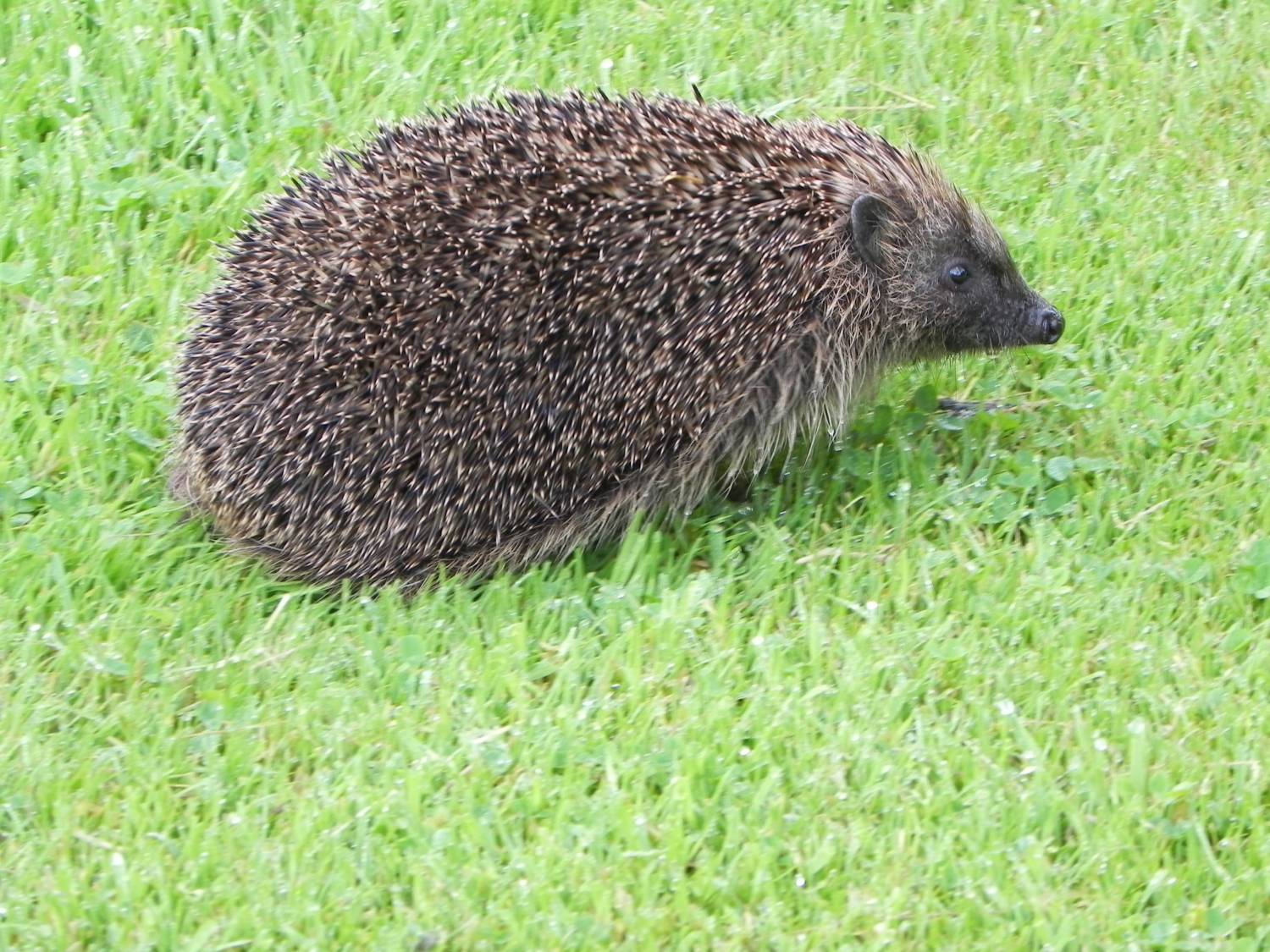 Hegdehog scurries across the lawn