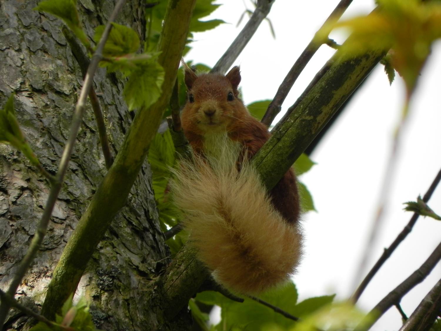An inquisitive red squirrel