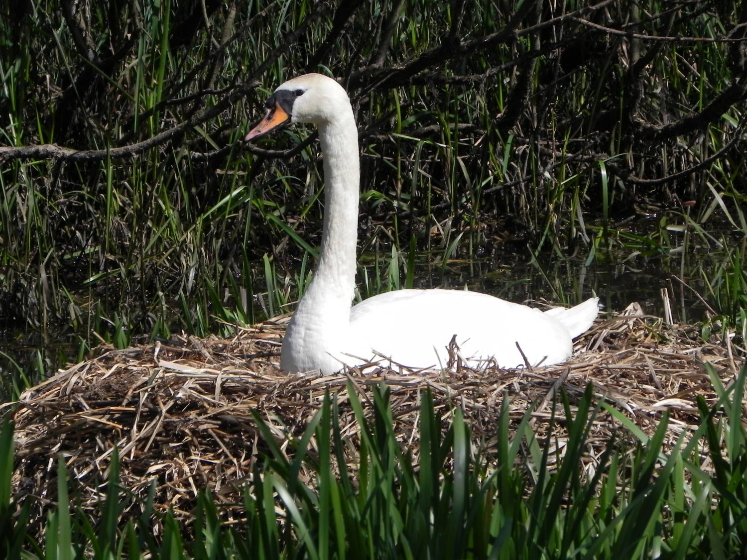 Swan sitting on her nest